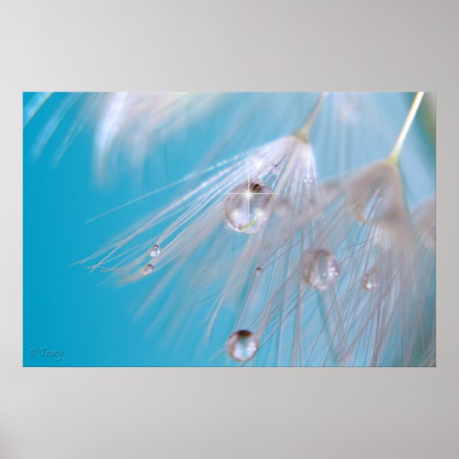 Magical Dandelions Poster (Front)