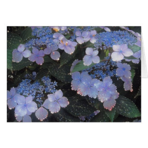 Magical Evening Hydrangea