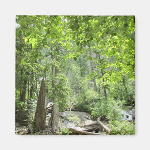 Magical Green Forest Scene. Magnet