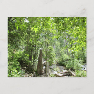 Magical Green Forest Scene. Postcard
