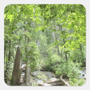 Magical Green Forest Scene. Square Sticker