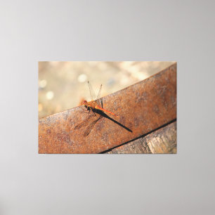 Magical Looking Dragonfly Canvas Print
