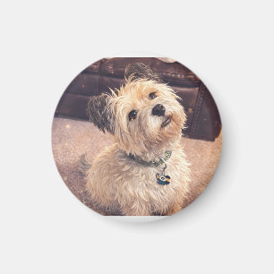 Magnet Adorable Terrier Puppy