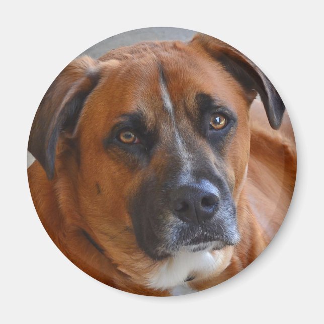 magnet - Baxter (Front)