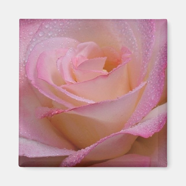 Magnet Beautiful Pink Rose (Front)