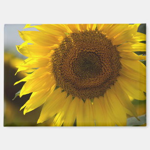 Magnet - Beautiful Yellow Sunflower Closeup