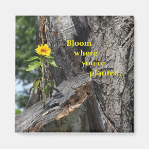 magnet - bloom where you're planted