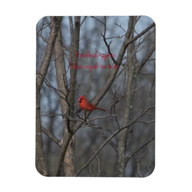 Magnet Cardinals appear when angels are near.. (Vertical)