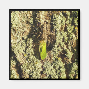 Magnet - Caught Leafhopper