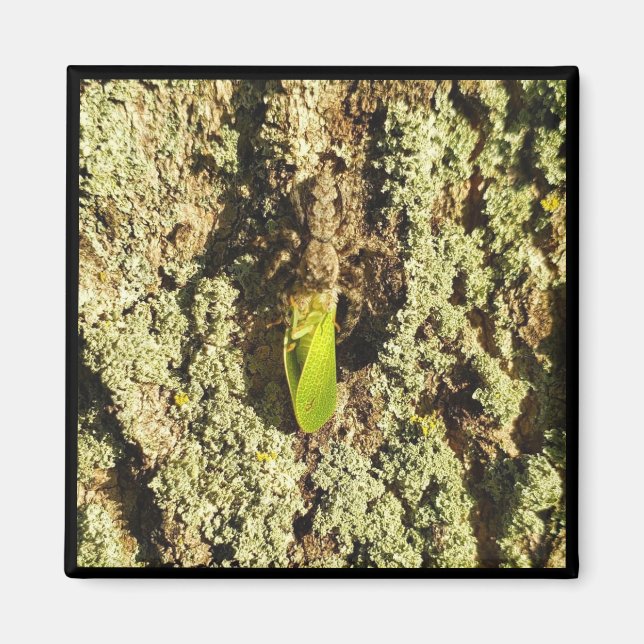 Magnet - Caught Leafhopper (Front)