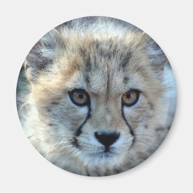 Magnet-cheetah-cub10x10 Magnet (Front)