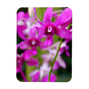 Magnet - Cooktown Orchid