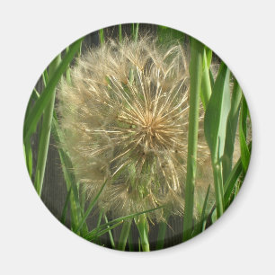 Magnet – Dandelion Puff Ball
