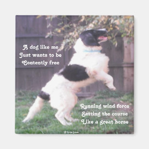 Magnet Dog Horse Poem By Ladee Basset