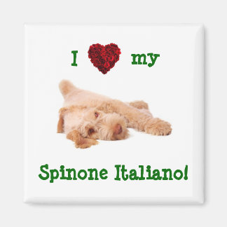 Magnet, featuring gorgeous Spinone puppy l Magnet