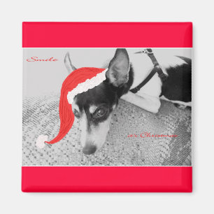 Magnet for Christmas, Rat Terrior