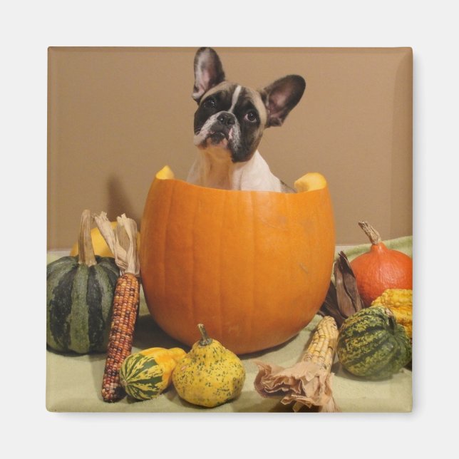 Magnet französische Bulldogge Halloween (Front)