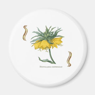 Magnet Fritillaria imperialis -couronne impériale