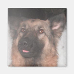 Magnet German Shepherd Sticking Tongue Out