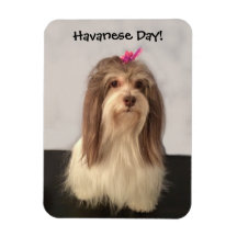 Magnet, HAVANESE DAY! by Nancy Lee Garrett