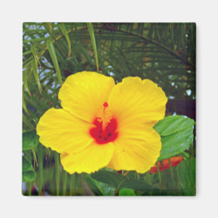 Magnet, Hawaiian Yellow Hibiscus Magnet