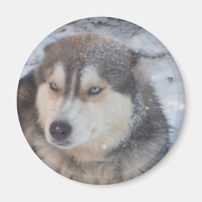 Magnet Husky Blue Eyes (Front)