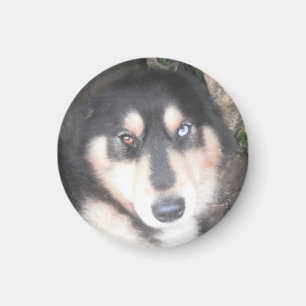 Magnet Husky One Blue Eye One Brown Eye