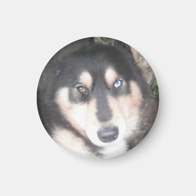 Magnet Husky One Blue Eye One Brown Eye (Front)