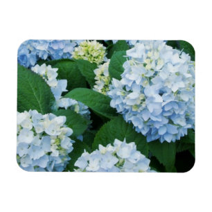 Magnet Hydrangea