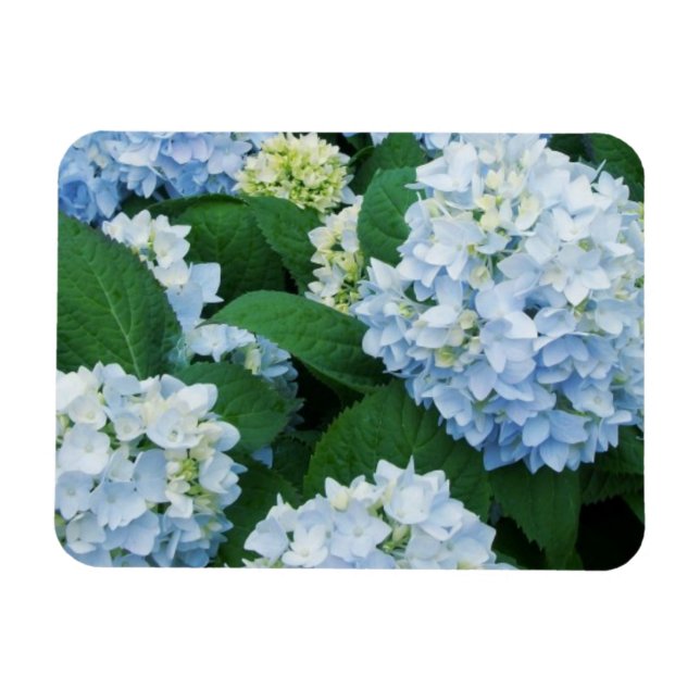 Magnet Hydrangea (Horizontal)