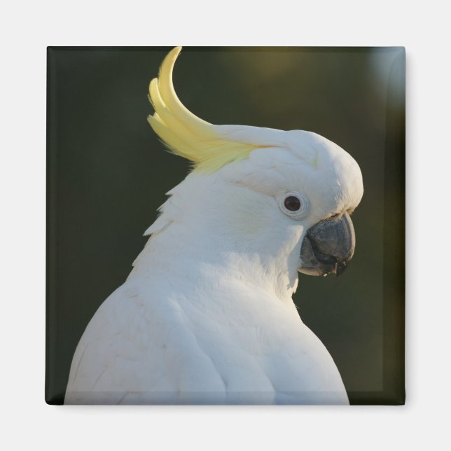 Magnet Kakadu (Front)