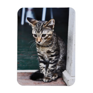 Magnet: Kitten Magnet
