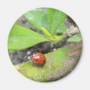 Magnet--Ladybug Magnet