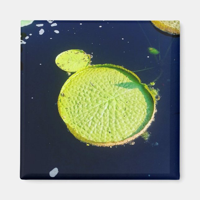 Magnet - Lily Pad (Chicago) (Front)
