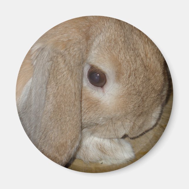 Magnet - Lop Eared Dwarf Rabbit (Front)