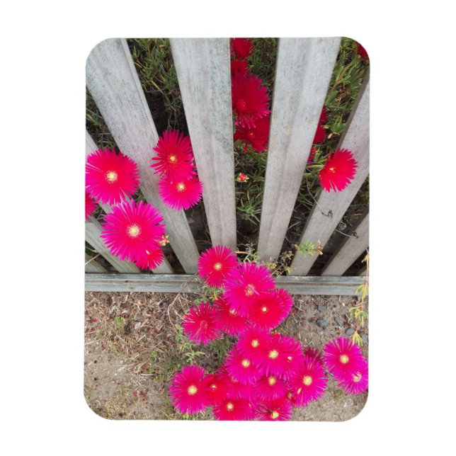 Magnet loud pink daisys (Vertical)