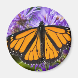 Magnet Monarch Butterfly and Purple Asters