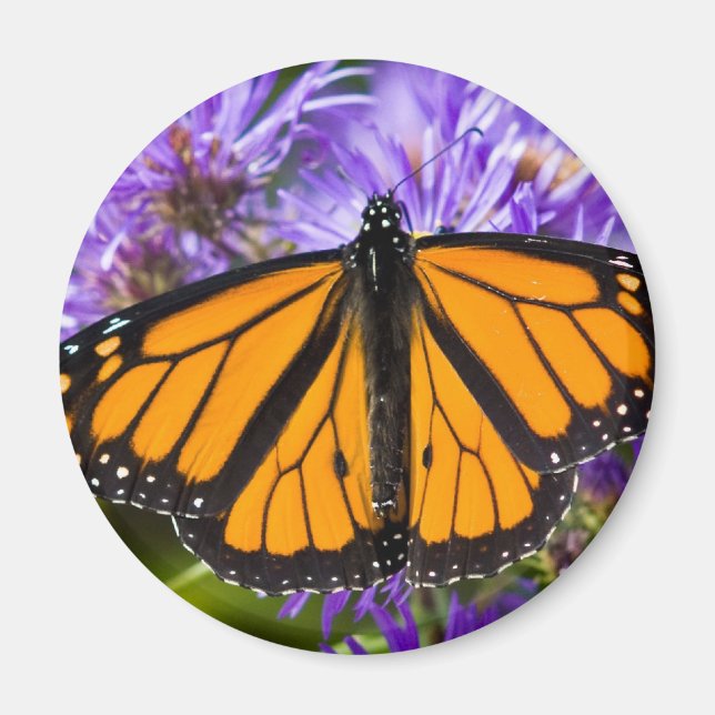 Magnet Monarch Butterfly and Purple Asters (Front)