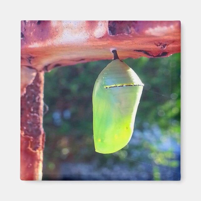 Magnet - Monarch Chrysalis (2018) (Front)