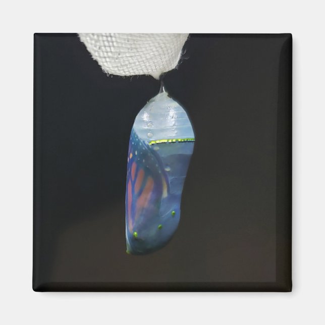 Magnet - Monarch Chrysalis (2022) (Front)