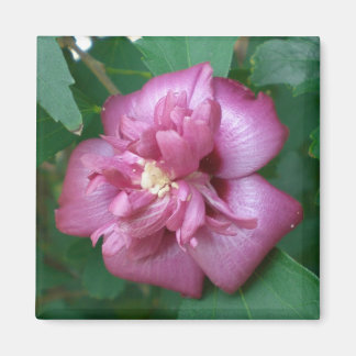 Magnet of a Rose of Sharon Beginning to Blossom