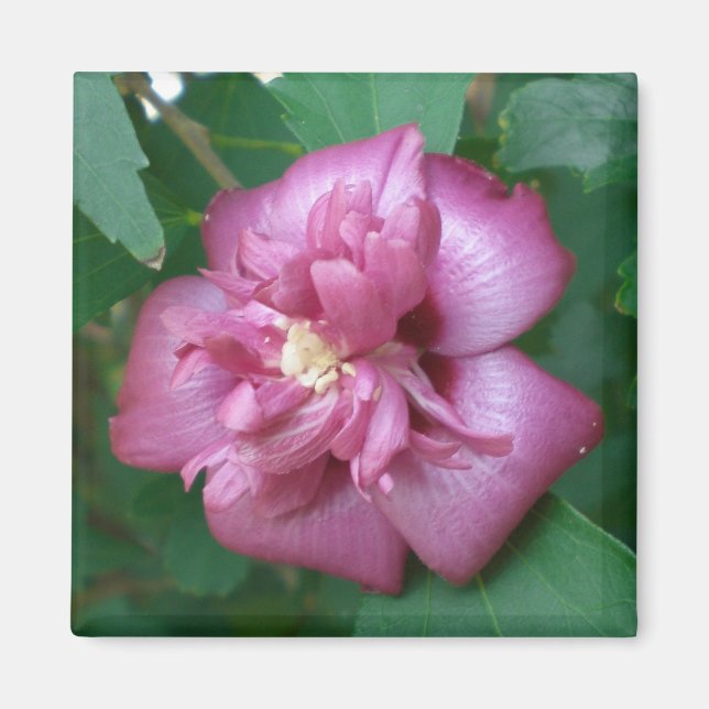 Magnet of a Rose of Sharon Beginning to Blossom (Front)