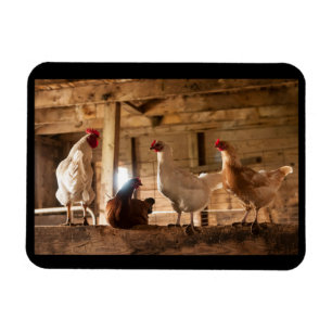 Magnet of Chickens in the Barn