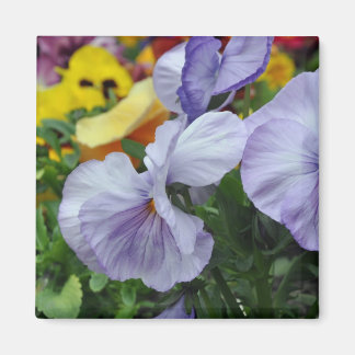 Magnet: pansies magnet