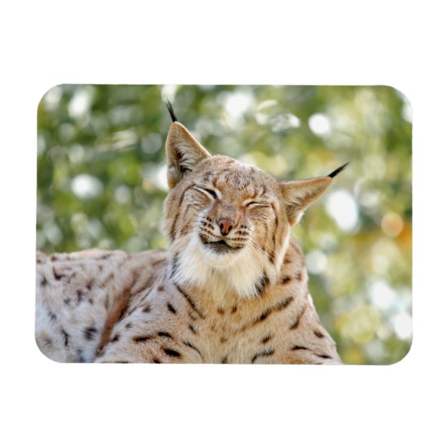 Magnet Photo cat , lynx , animals 0133. (Horizontal)
