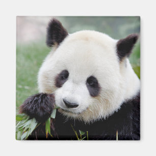 Magnet Photo giant panda , animals 0407.