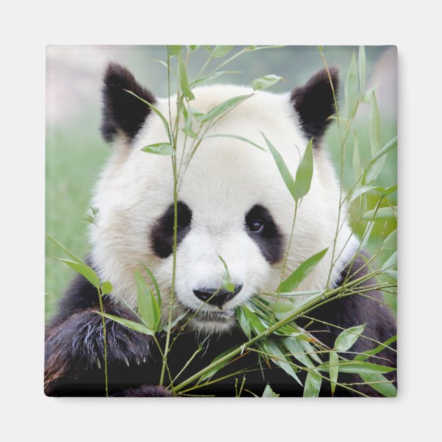 Magnet Photo giant panda , animals 0410. (Front)