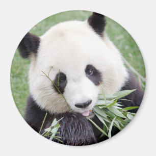 Magnet photo giant panda. Panda geant.