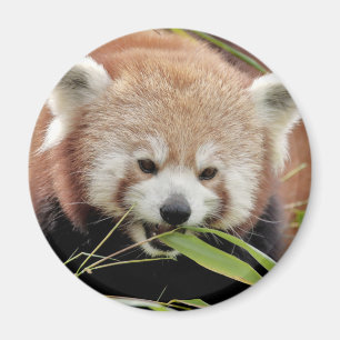 Magnet Photo red panda , animals 0359.