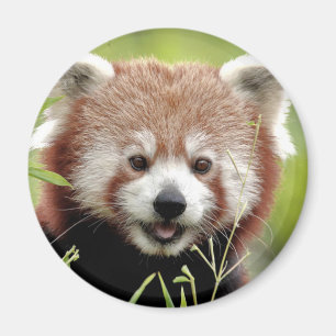 Magnet Photo red panda , animals 0362.